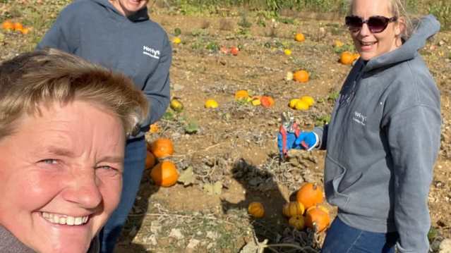 Pumpkins piled up along the pumpkin trail at the adventure farm in Colchester, Essex