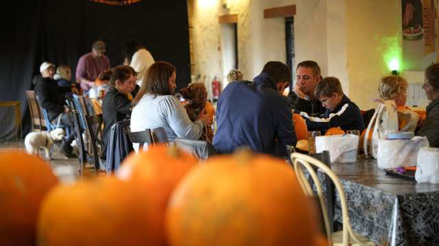 Pumpkins in the picking field at Healeys Cornish Cyder Farm, Penhallow, Cornwall