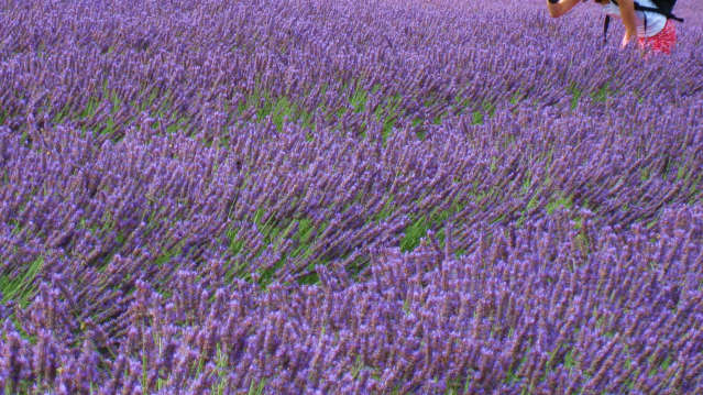 Young visitor out in the fields at Hitchin Lavender near St Albans, Hertfordshire