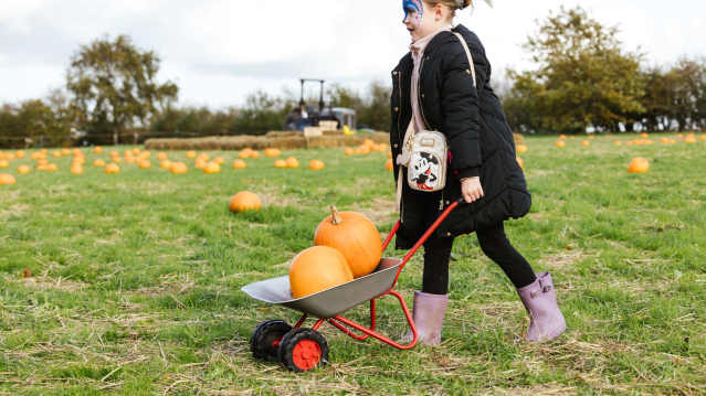 Pumpkins on display at the Lotherton Pumpkin Patch, Leeds, West Yorkshire