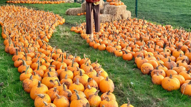 Pumpkins in the Halloween picking patch at Newham Grange Farm, Coulby Newham