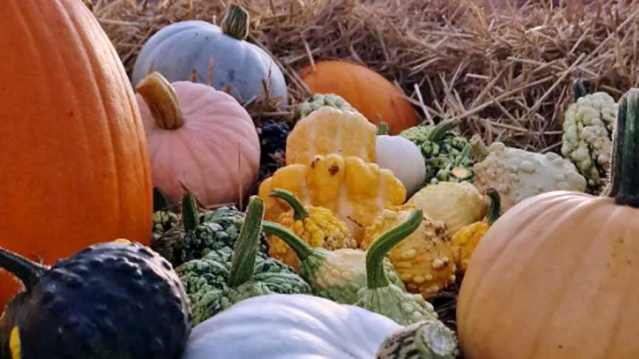 Pumpkins stacked in the picking field at a family farm in Banbury, Oxfordshire.