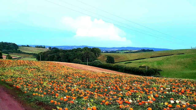 Visitors choosing pumpkins from a busy pick your own field in Exeter, Devon