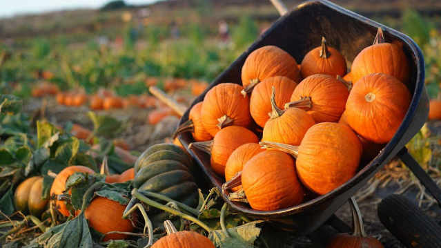 Pumpkins lined up in the picking field at Porth Farm, Caersws, Powys