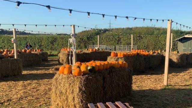 Wide view of a pumpkin field at a pick your own farm in Liverpool, Merseyside.