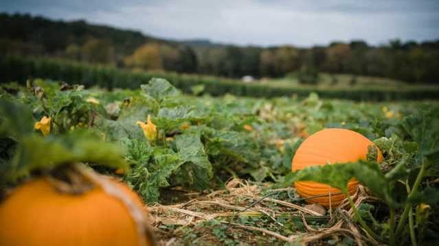 Orange pumpkins lying in a sunlit field at the pumpkin pick in Sevenoaks, Kent