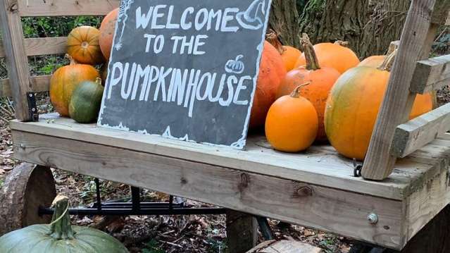Wide view of the pumpkin patch with pumpkins ready to pick in Norwich, Norfolk