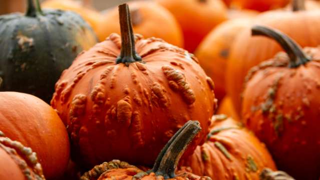 Rows of colourful pumpkin varieties to choose from at Wappenham Farm, Northampton, Northamptonshire