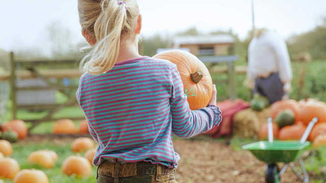 Pumpkins in the picking field at West Lodge Farm Park, Desborough, Northamptonshire