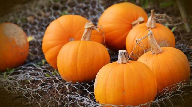 Small orange pumpkins resting on the soil at Westerton Farm, Aberdeen, Aberdeenshire