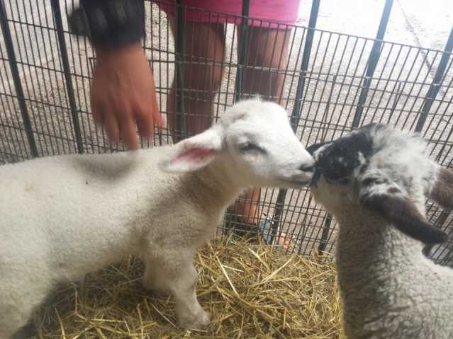 Quackers Farm Animal Quackers Park Farm | Day Out With The Kids