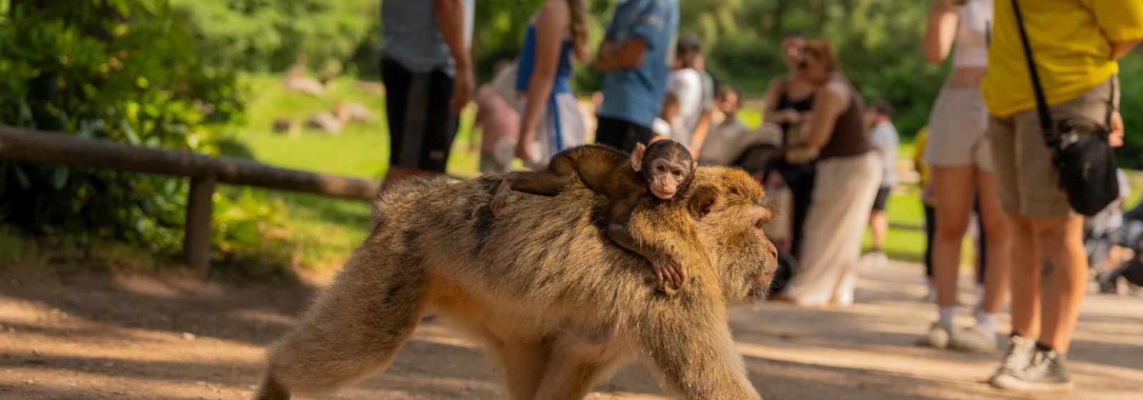 Trentham Monkey Forest promotional image for Trentham Monkey Forest