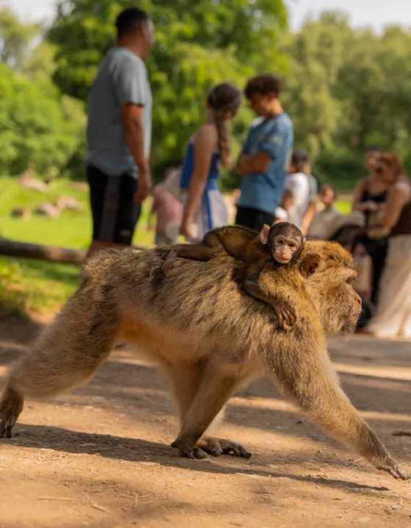 Trentham Monkey Forest promotional image for Trentham Monkey Forest