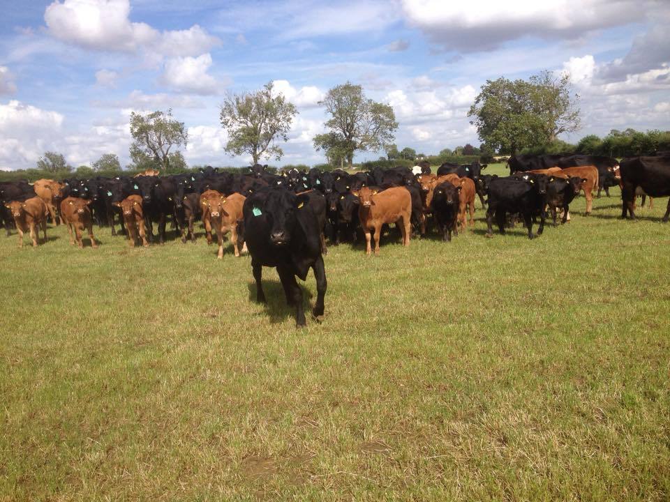 Define Rookery Rookery Open Farm