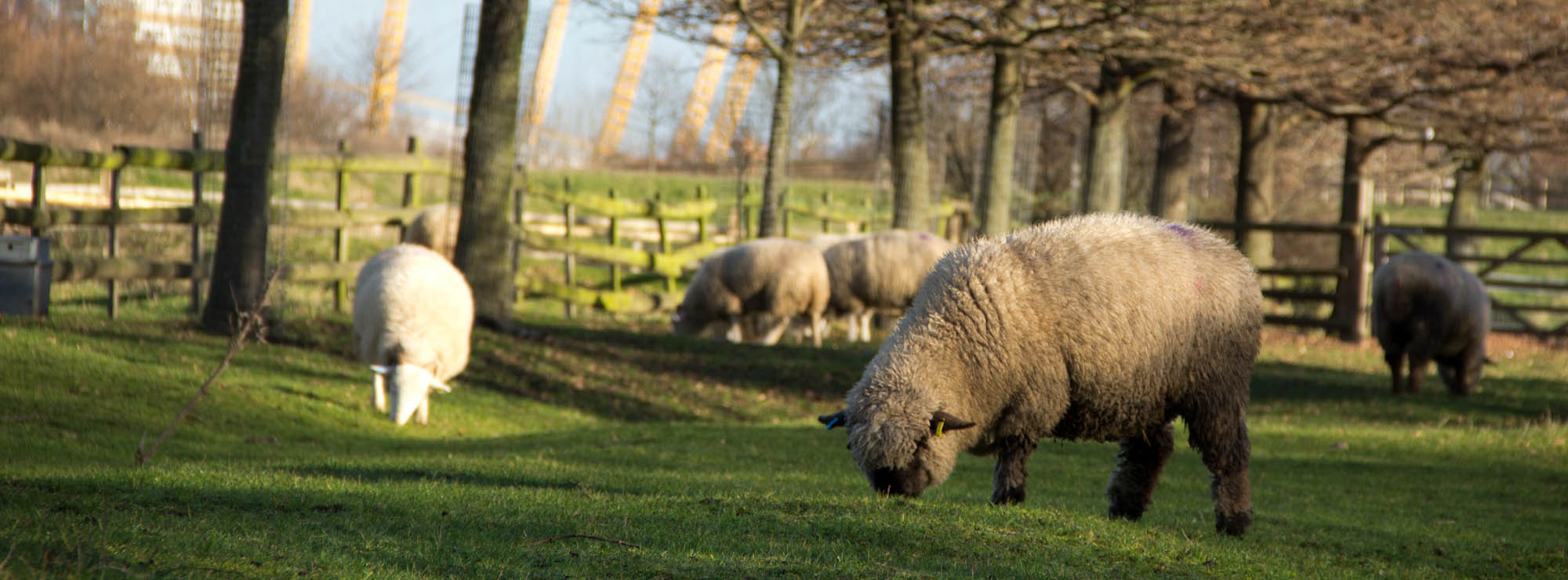 https://res.dayoutwiththekids.co.uk/image/upload/v1594133904/attractions/m/mudchute-park-and-farm-e3578814/35662-mudchute-park-and-farm-isle-of-dogs-09.jpg