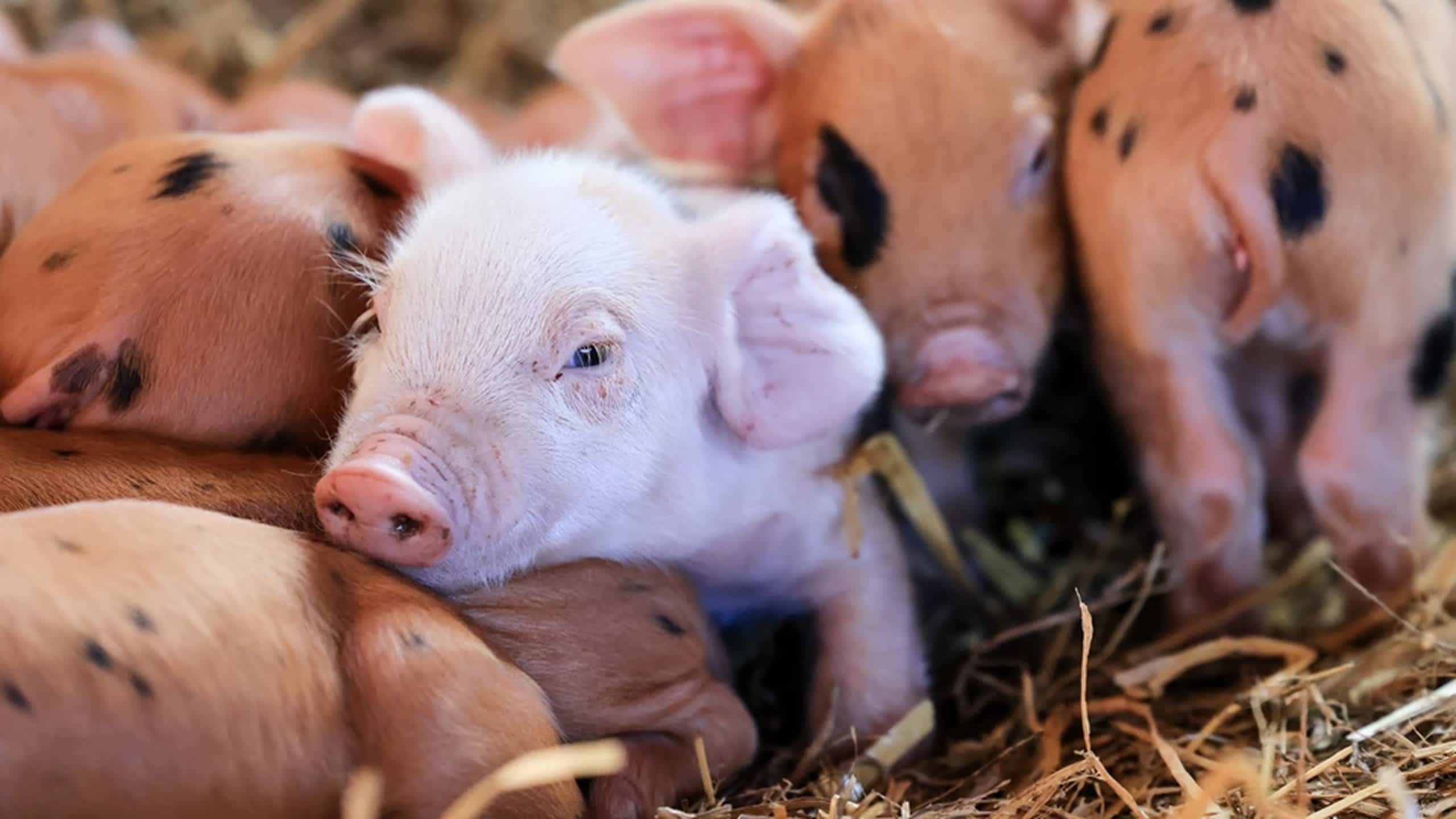Godes Farm Godstone Farm Tickets | Save £2pp Booking Online