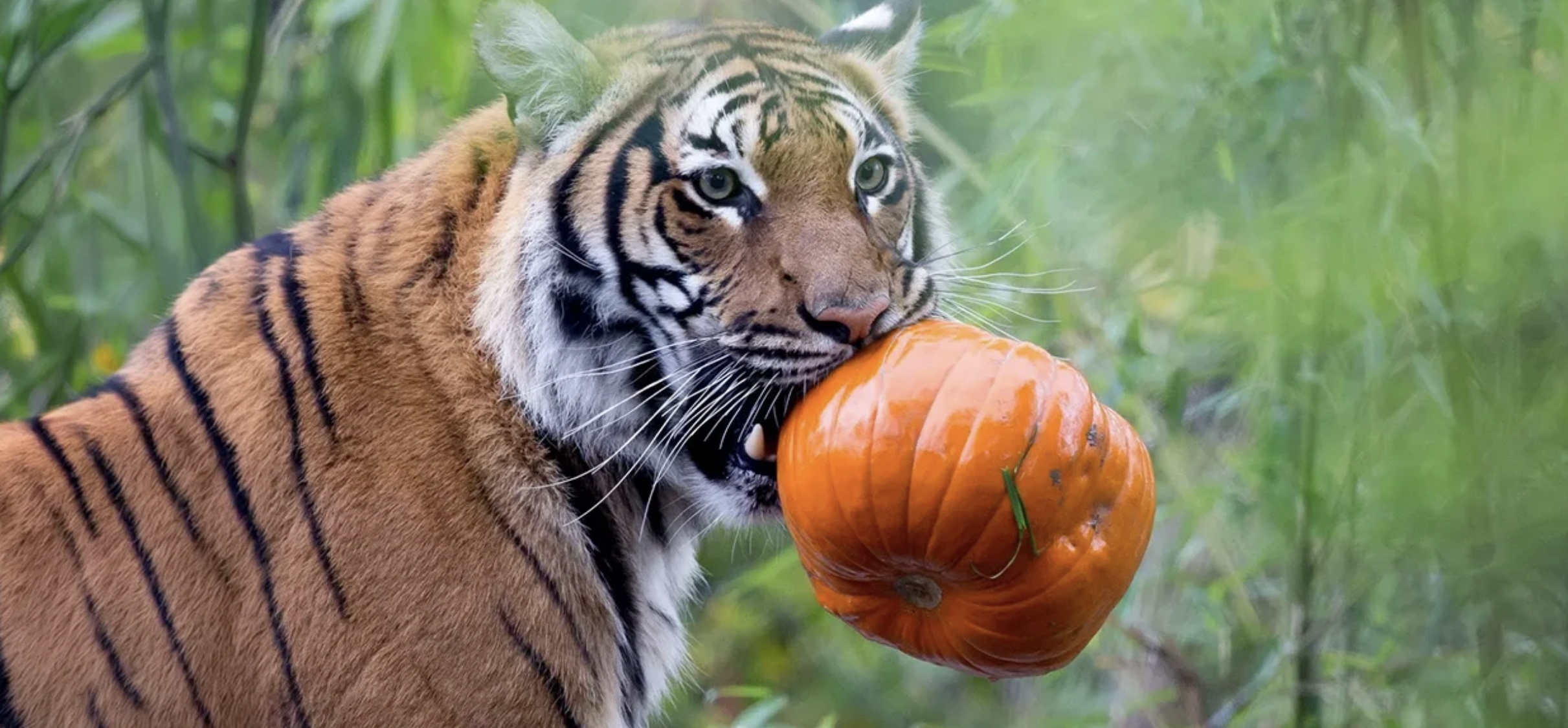Banham Zoo Tickets