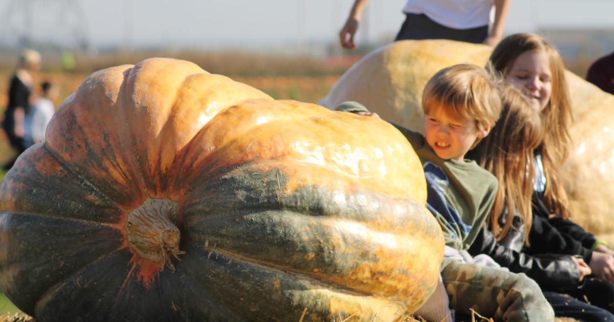 Pumpkin Picking at Beluncle Farm