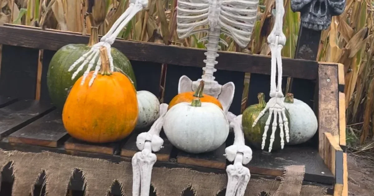 The Secret Pumpkin Patch at Seven Sisters Ice Cream Farm