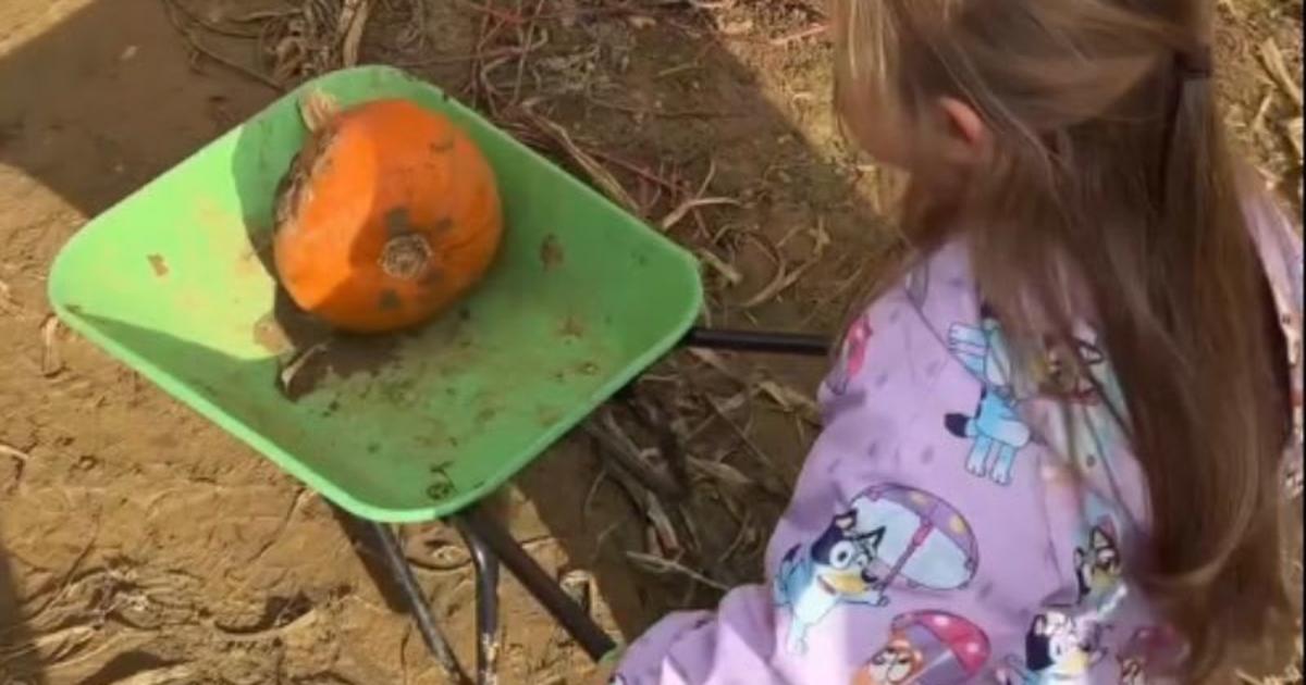 Pumpkin Picking at Windmill Farm Park