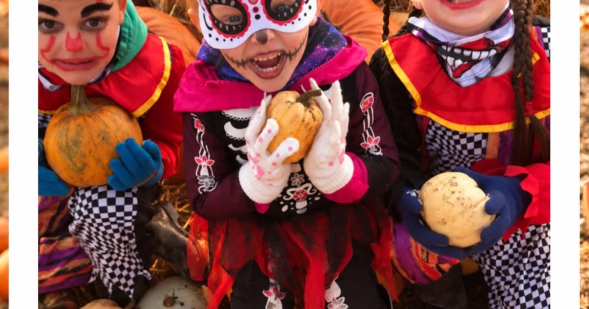 The Pumpkin Patch - Cockfields