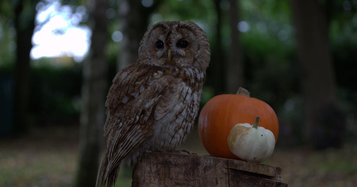 Spooky Owl Week at Hawk Conservancy Trust