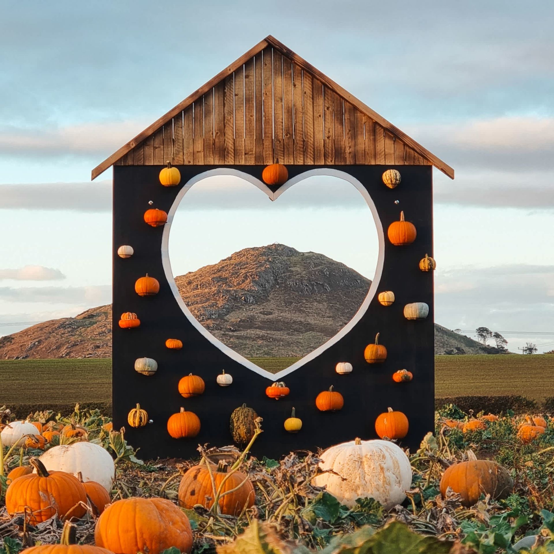 Balgone Pumpkins at Balgone Estate, North Berwick