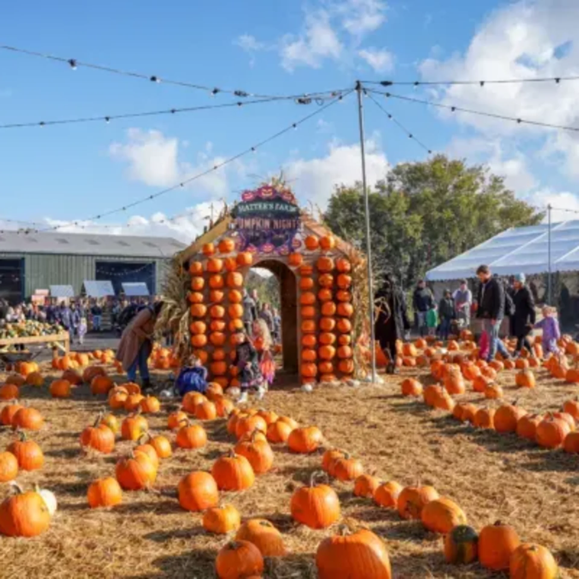 Pumpkin Picking at Hatter's Farm, Takeley