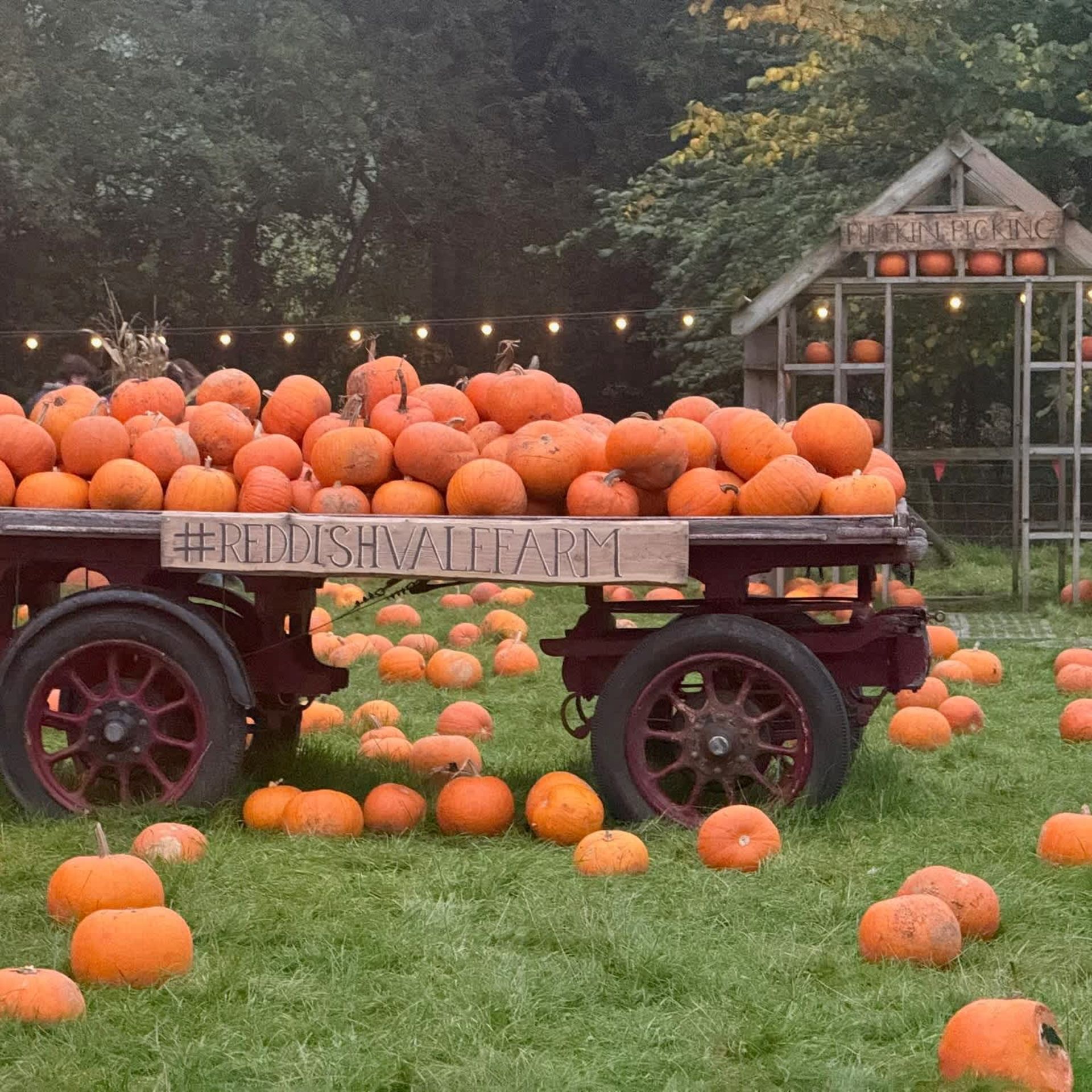 Pumpkin Picking at Reddish Vale Farm