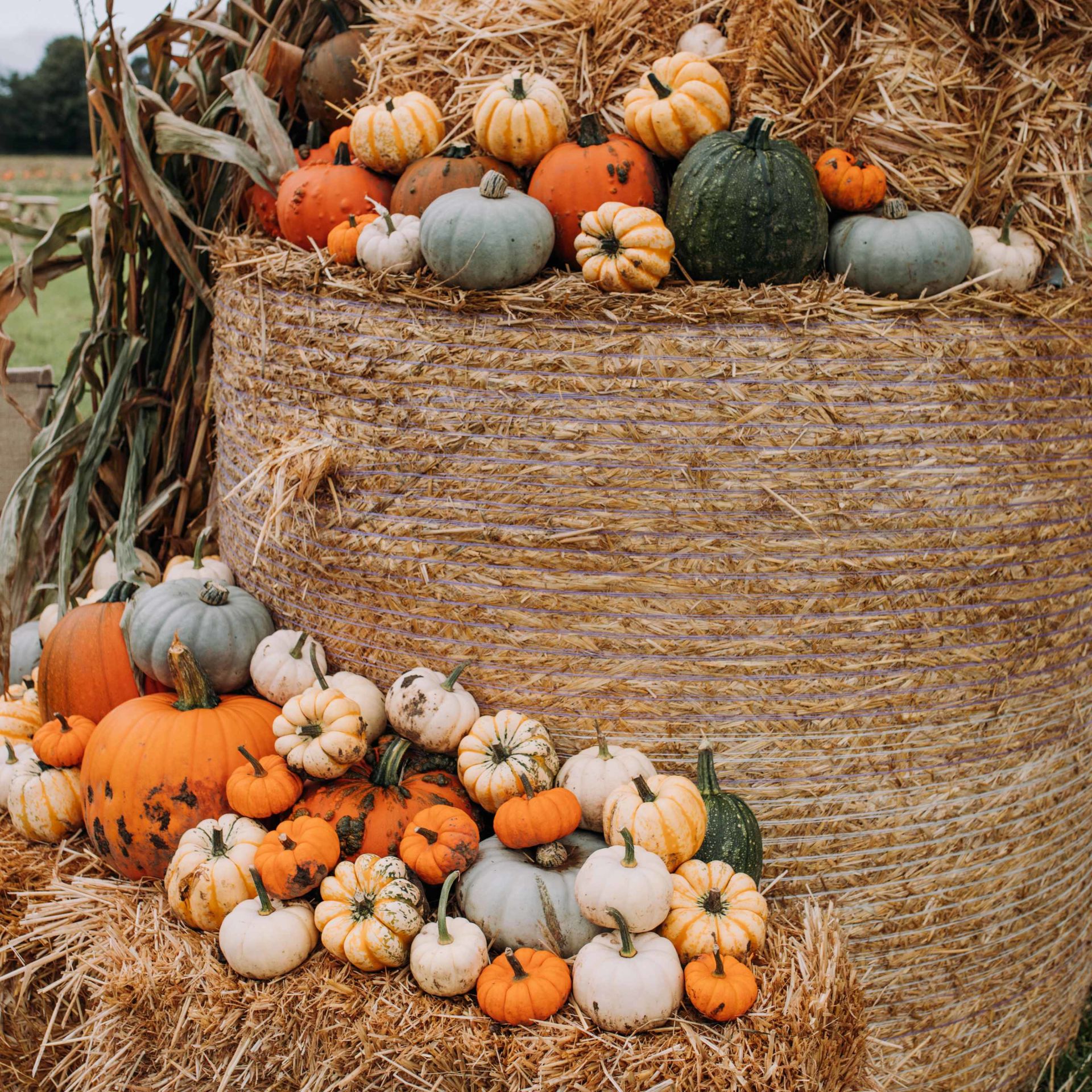 Pumpkin Picking at Baydale Farm