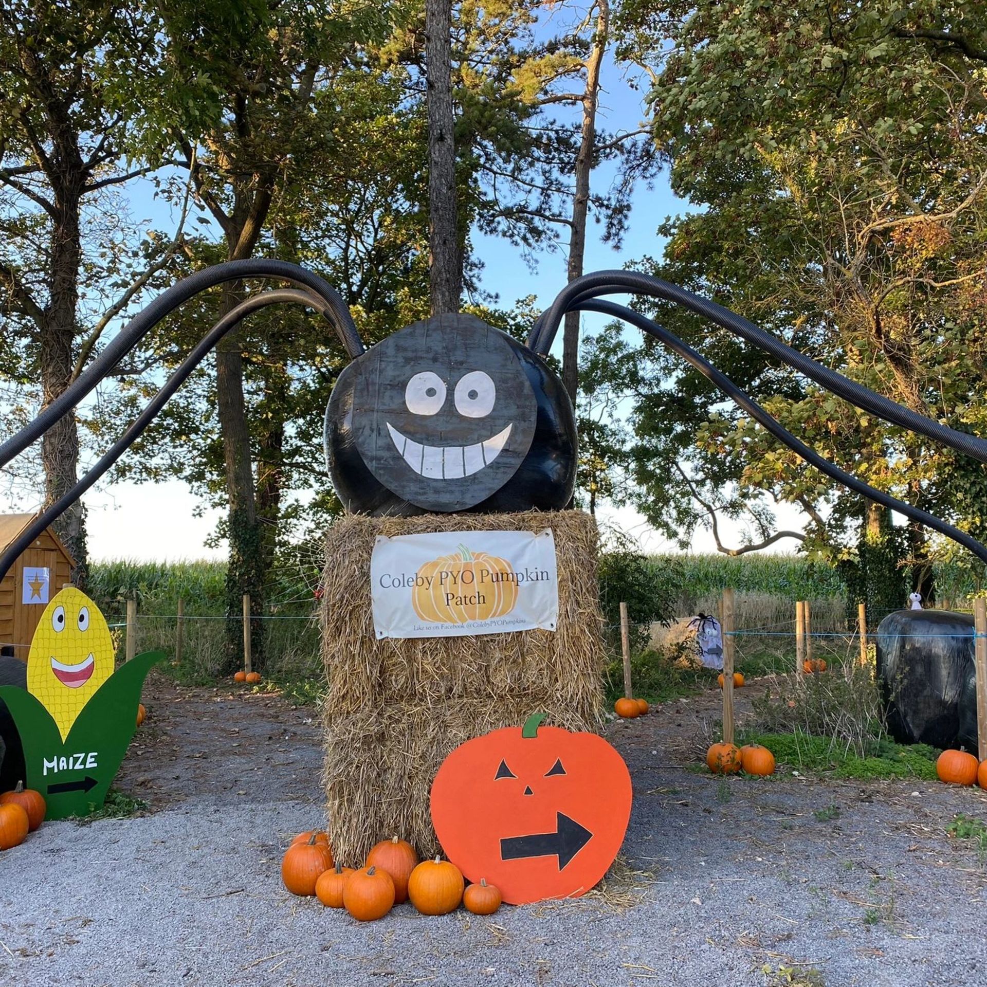 Pumpkin Picking and the Maize Maze at Coleby