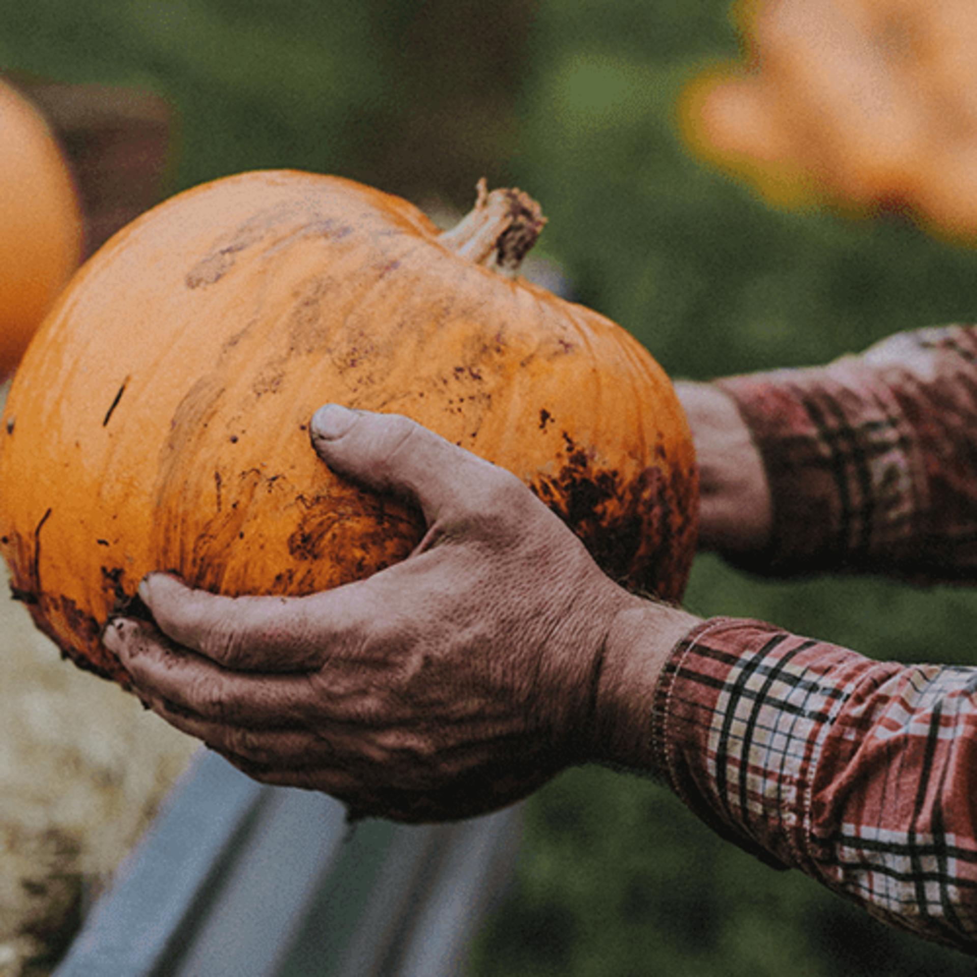 Pumpkin Fest at Darts Farm