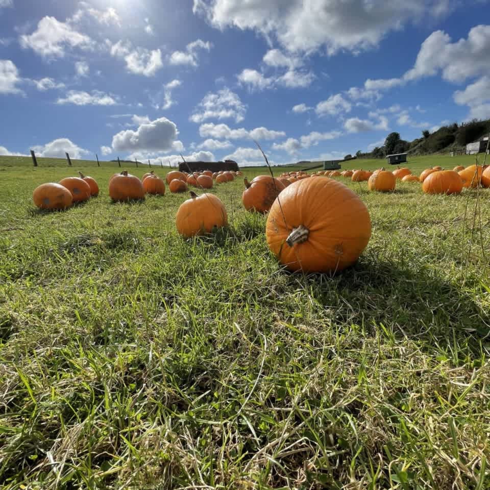 Pumpkin Picking at Dewflock Farm
