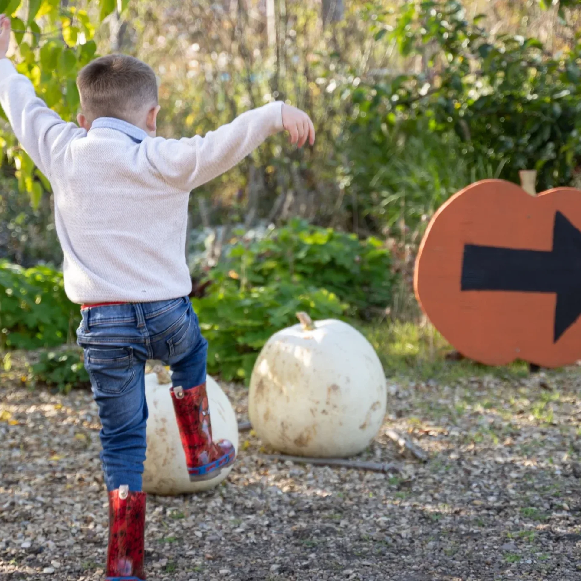 Pumpkin Picking at Doddington Hall