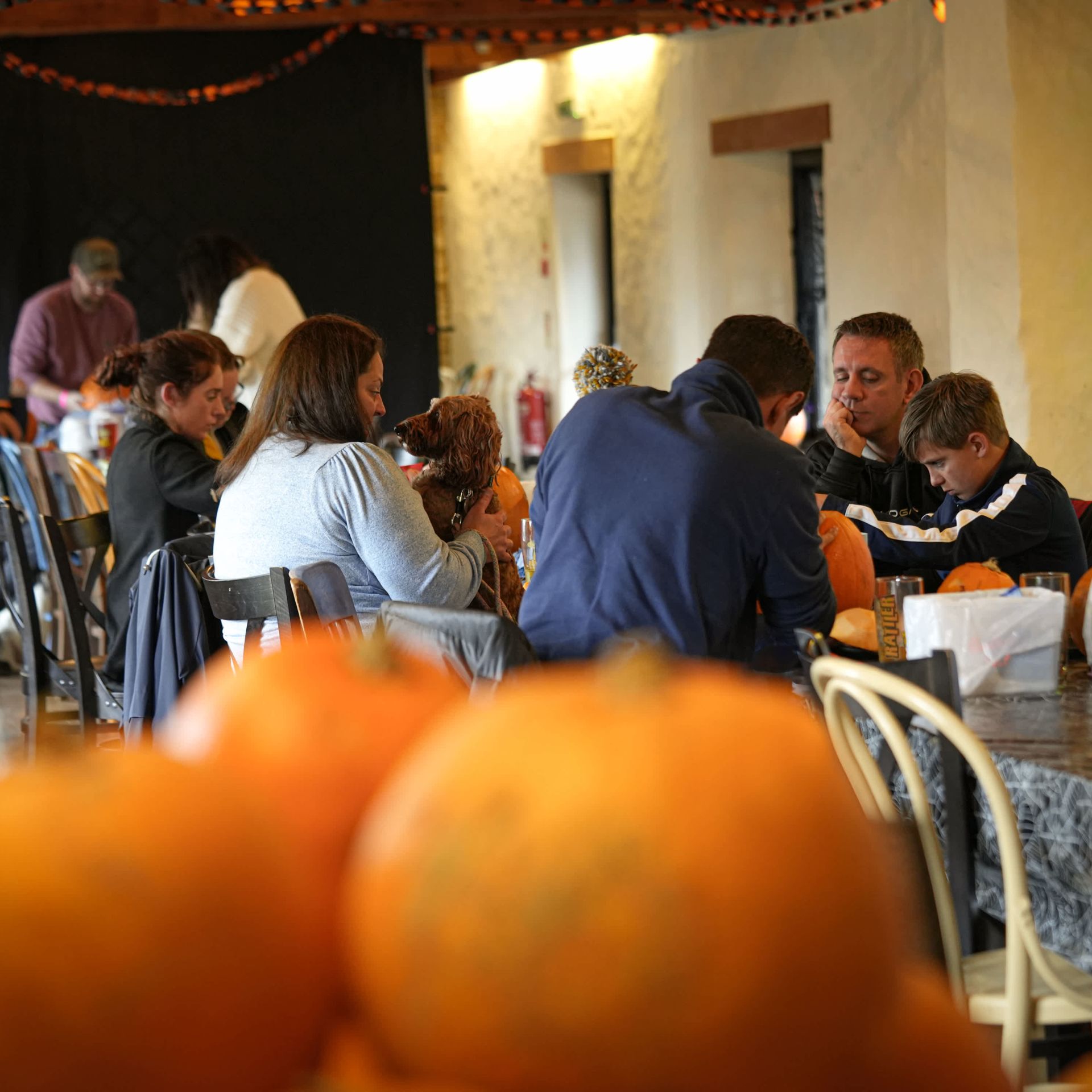 Pumpkin Picking at Healeys Cornish Cyder Farm