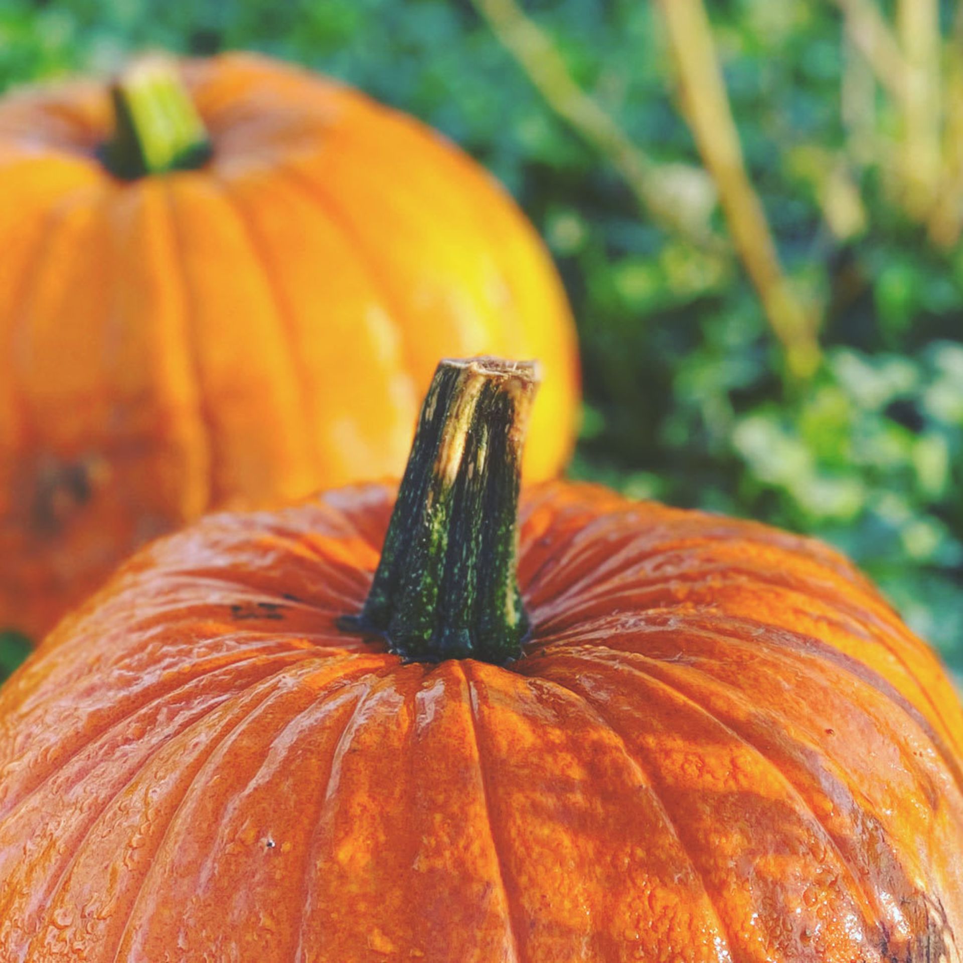 Pumpkin Picking at Hilltop Farm