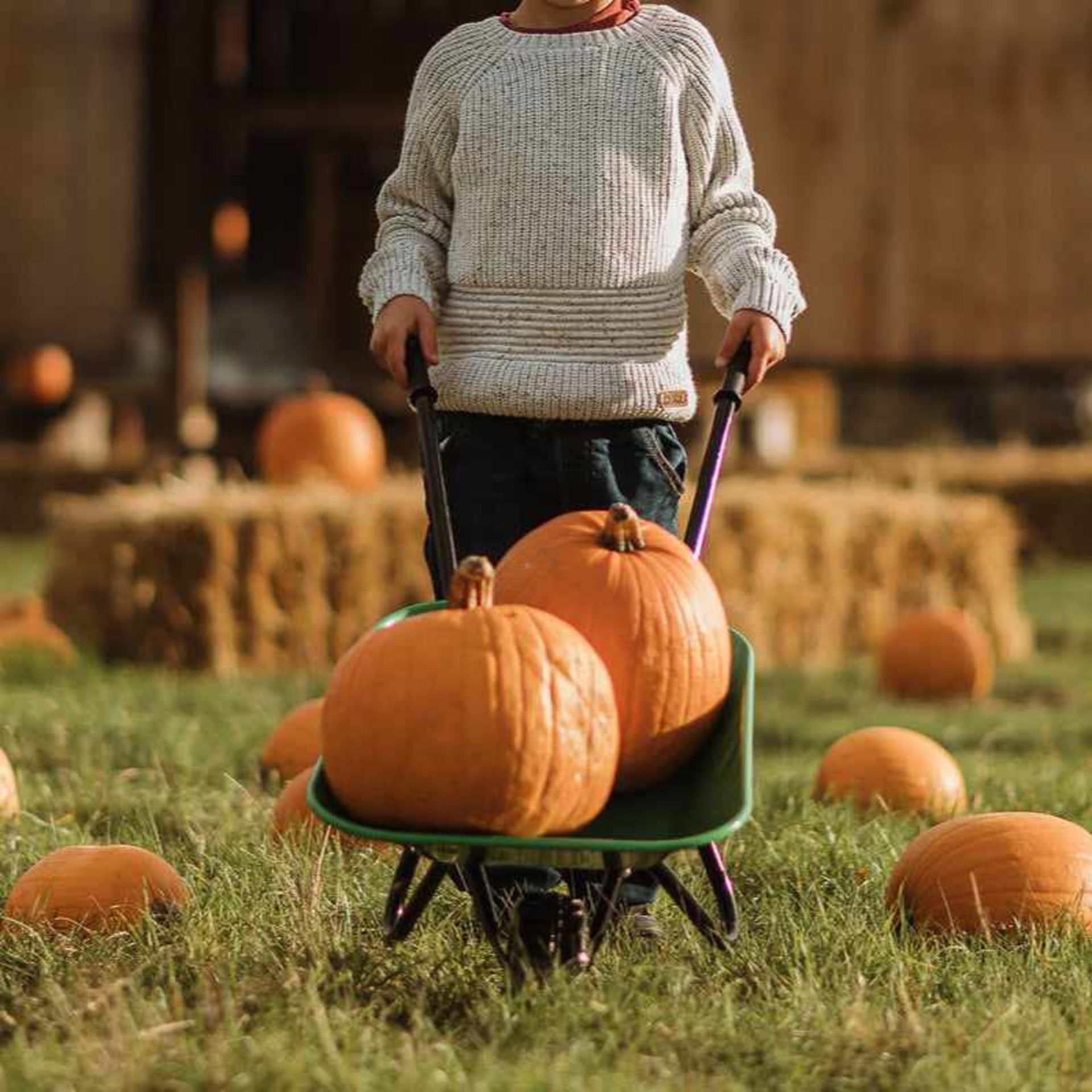 Pumpkin Picking at Jolly Nice Farm Shop