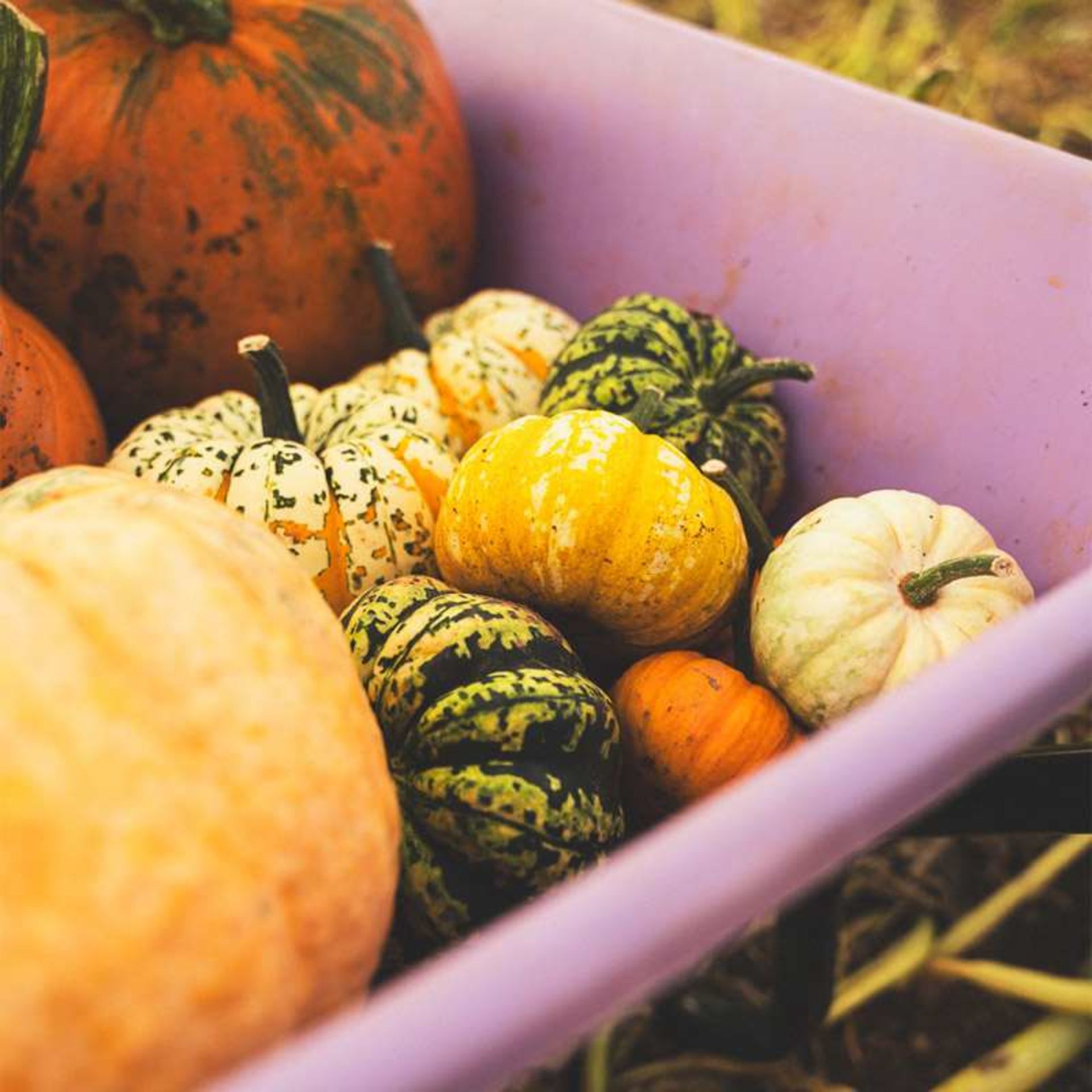 Pumpkin Picking at Jolly Pumpkin, Silverton