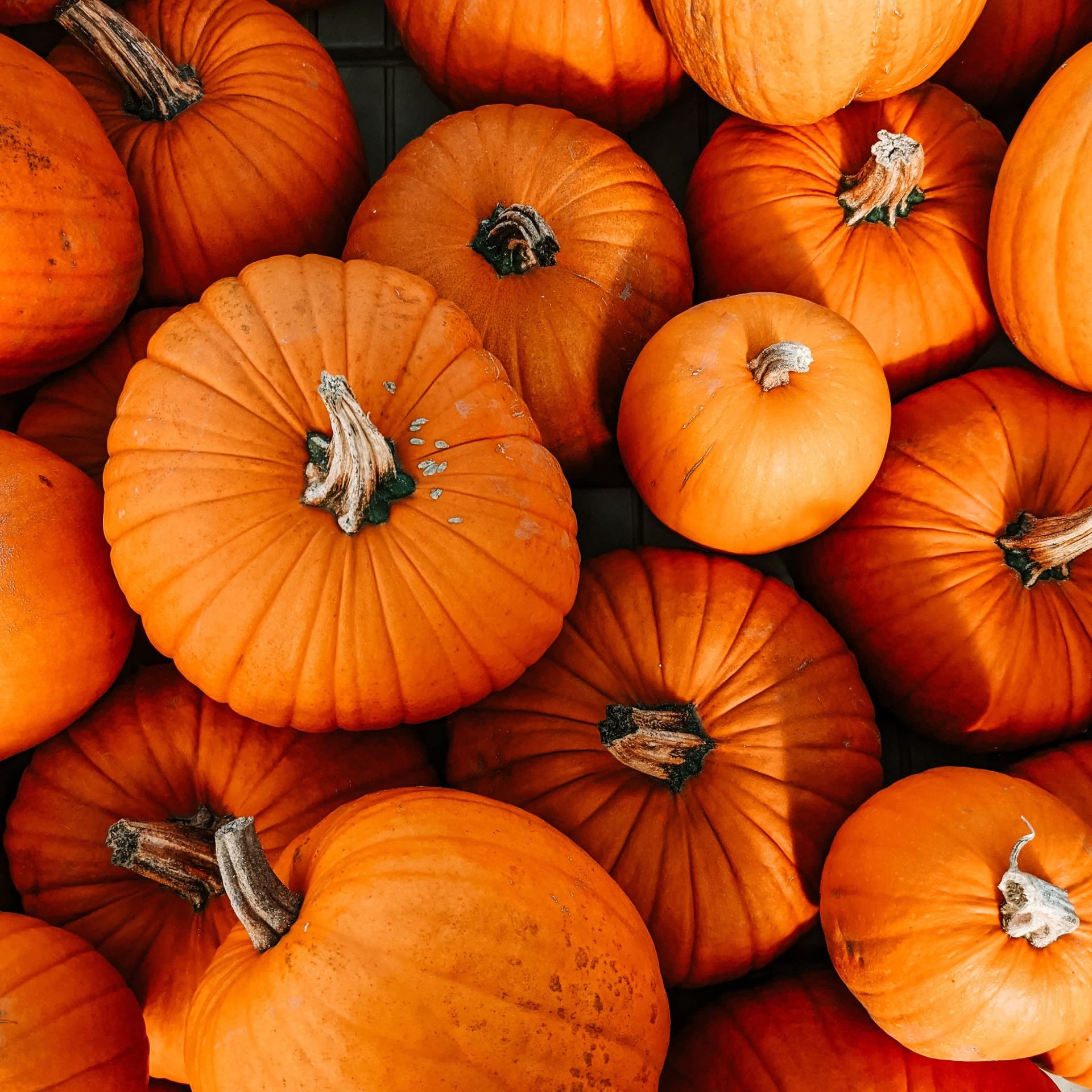 Pumpkin Picking at Old Hall Southwold