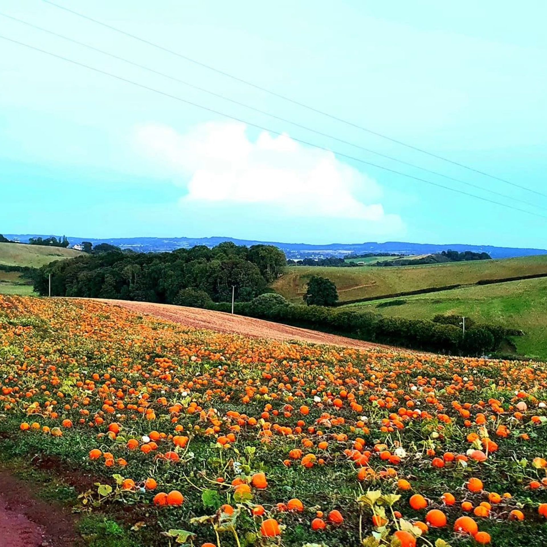 Pick Your Own Pumpkins near Exeter