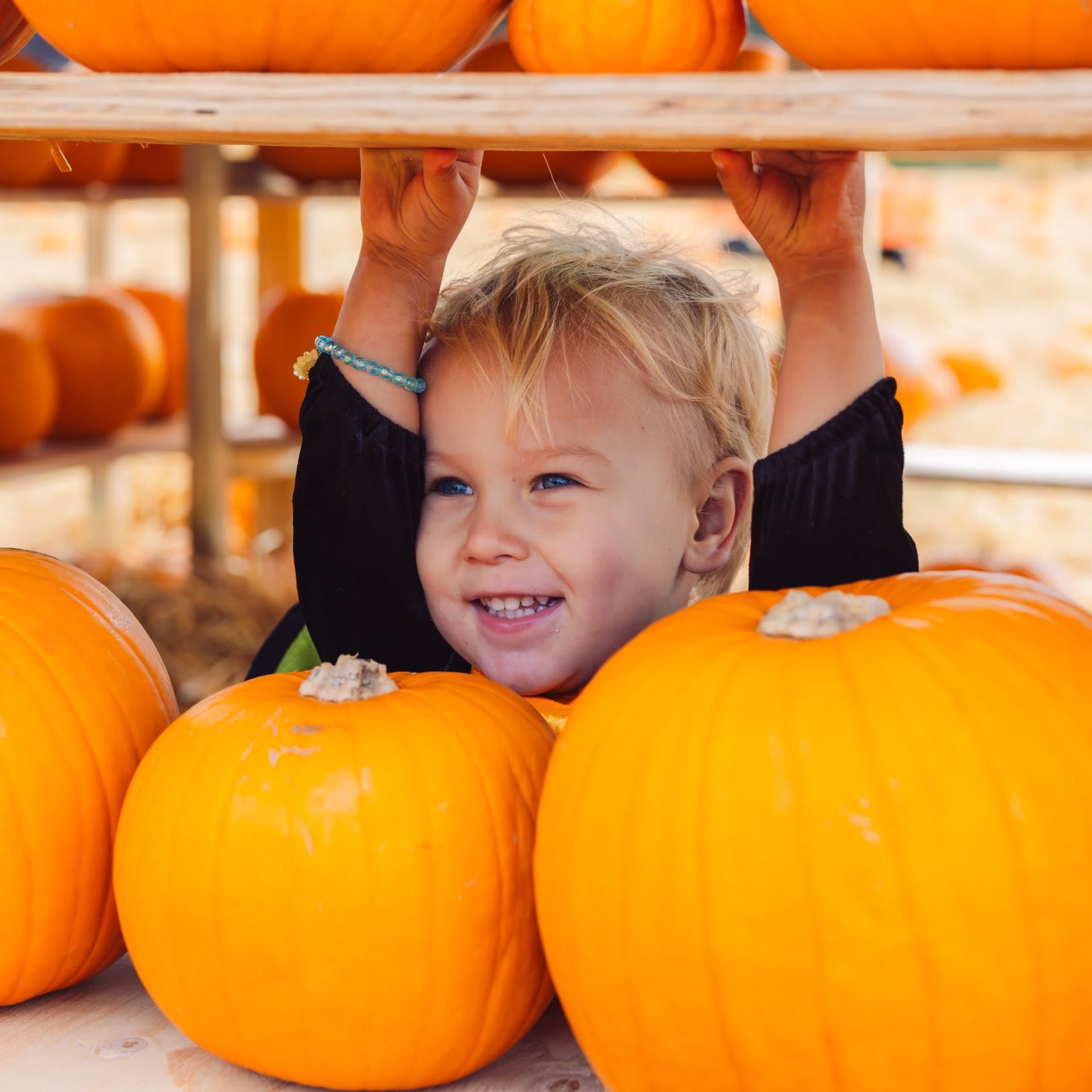 Pumpkin-Fest at The Walled Garden