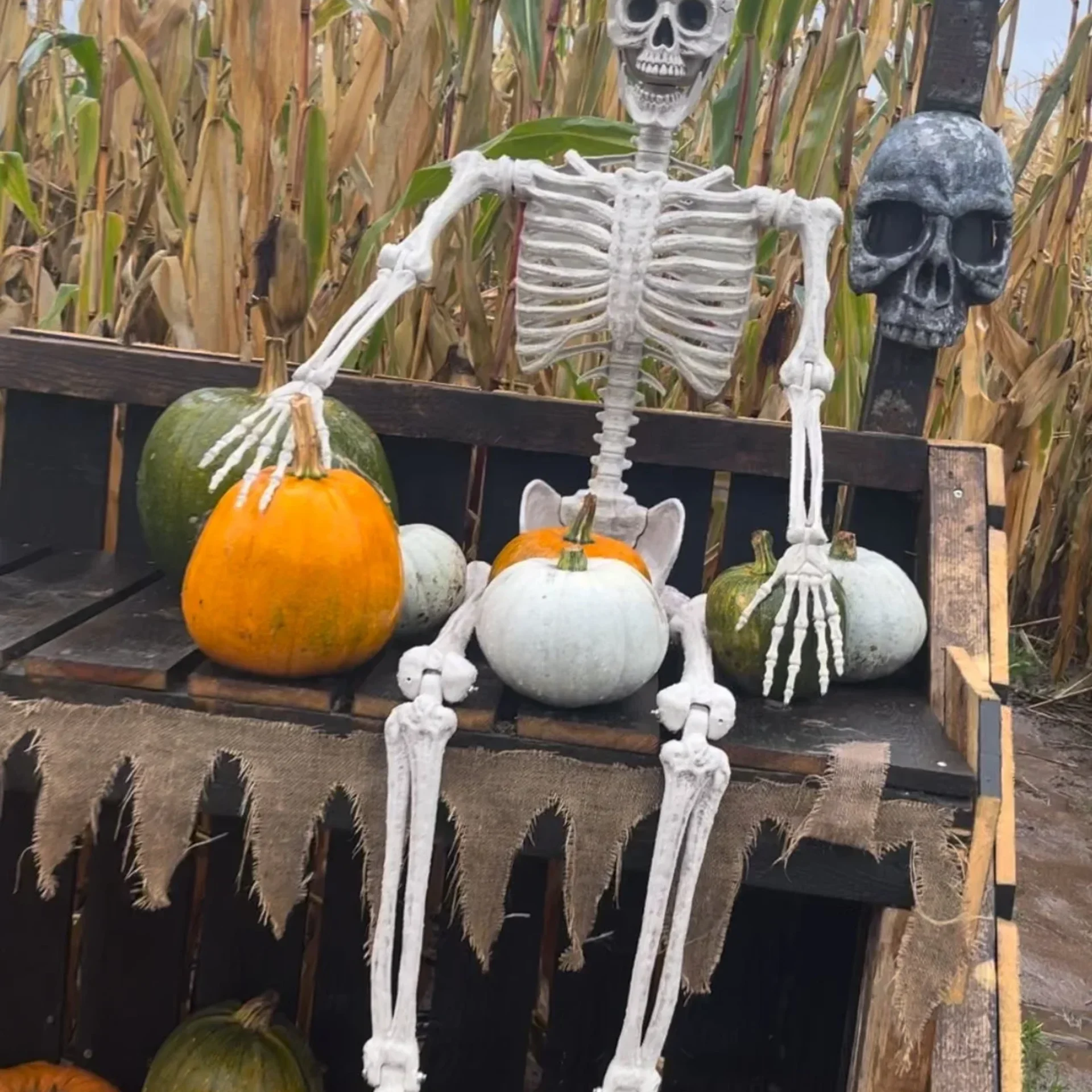 The Secret Pumpkin Patch at Seven Sisters Ice Cream Farm