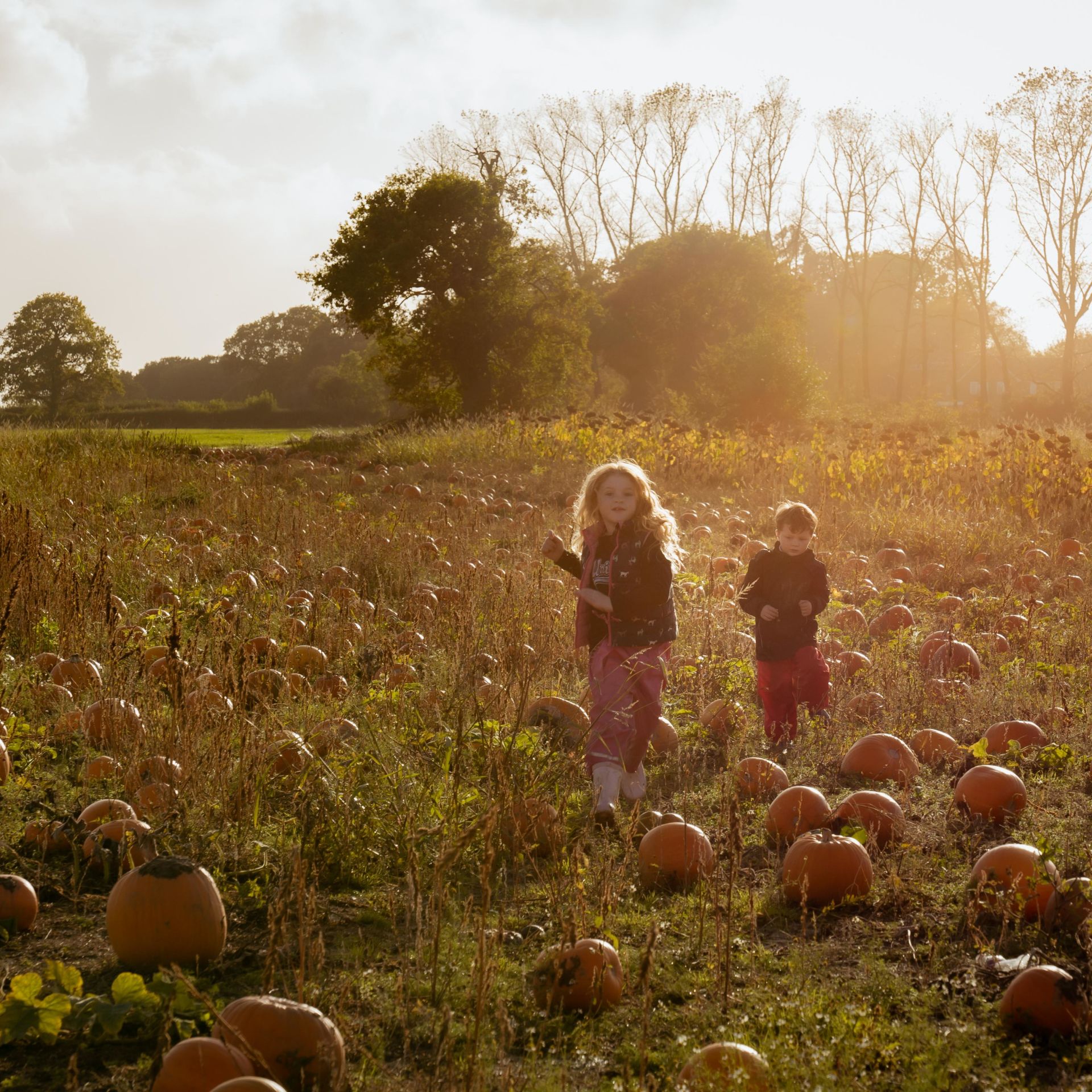 Pick Your Own Pumpkins at Sevington