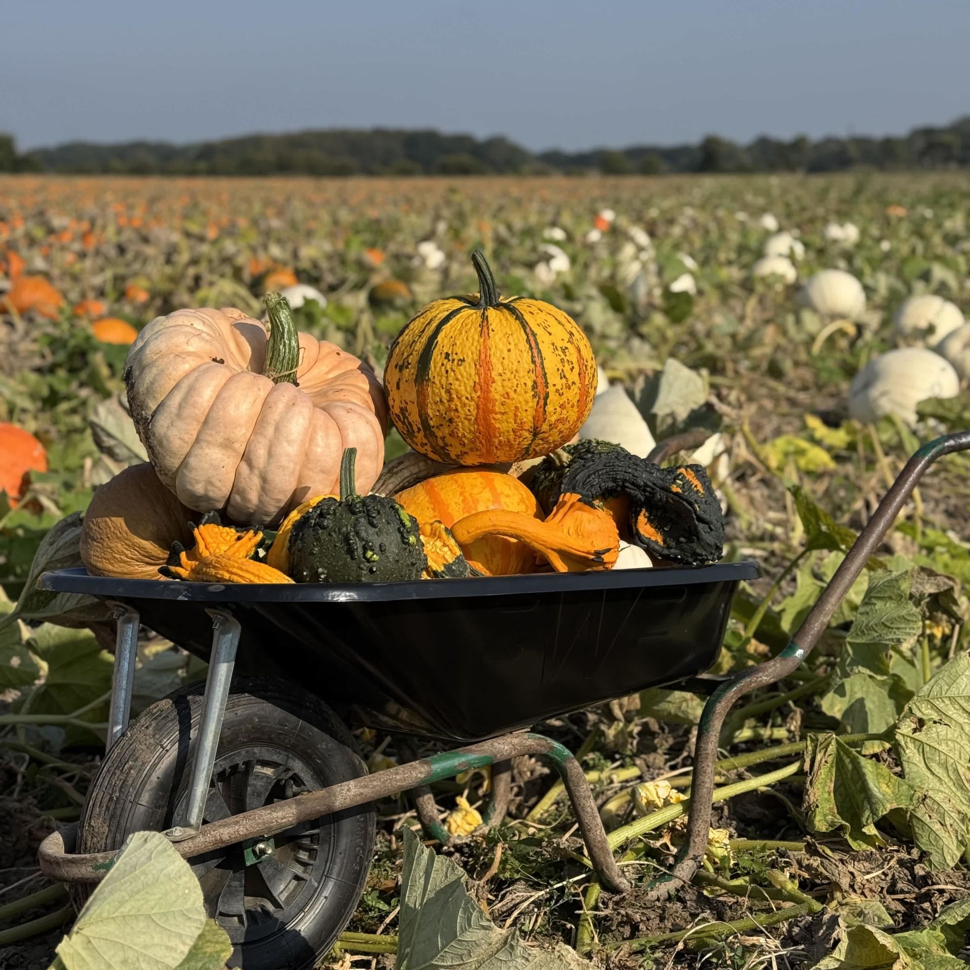 Pumpkin Picking and the Maize Maze at Undley Farm