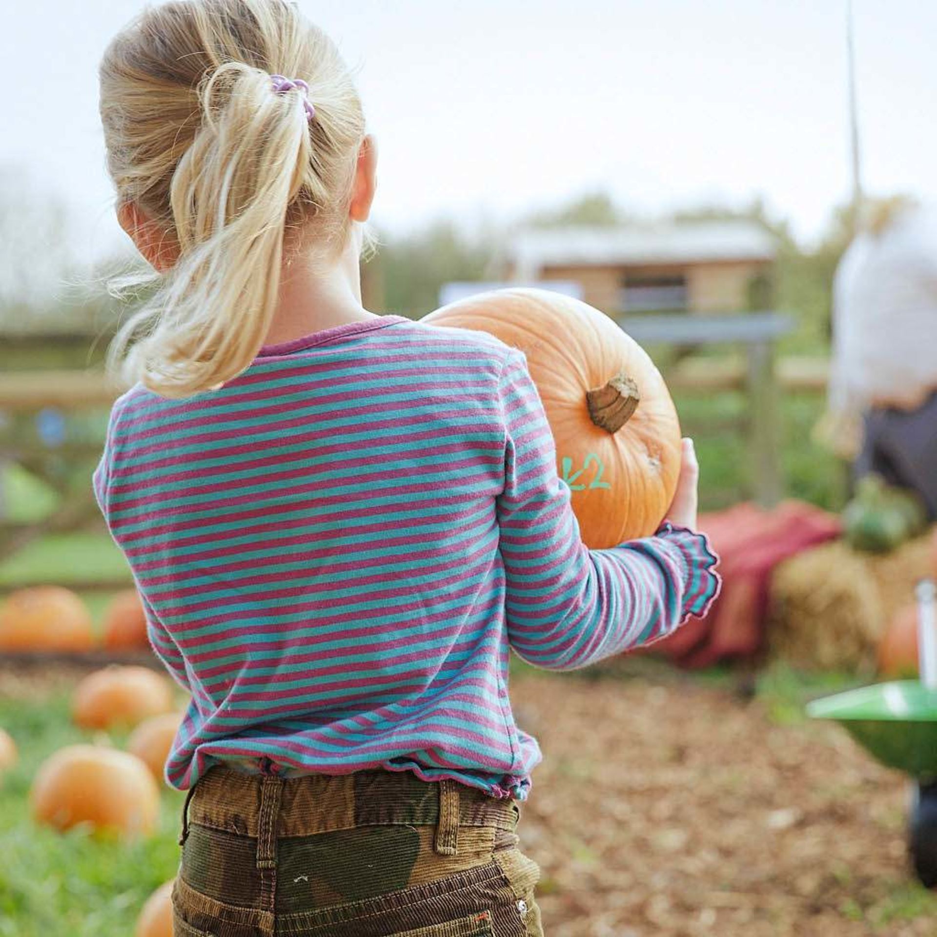 Pumpkin Festival at West Lodge Farm Park