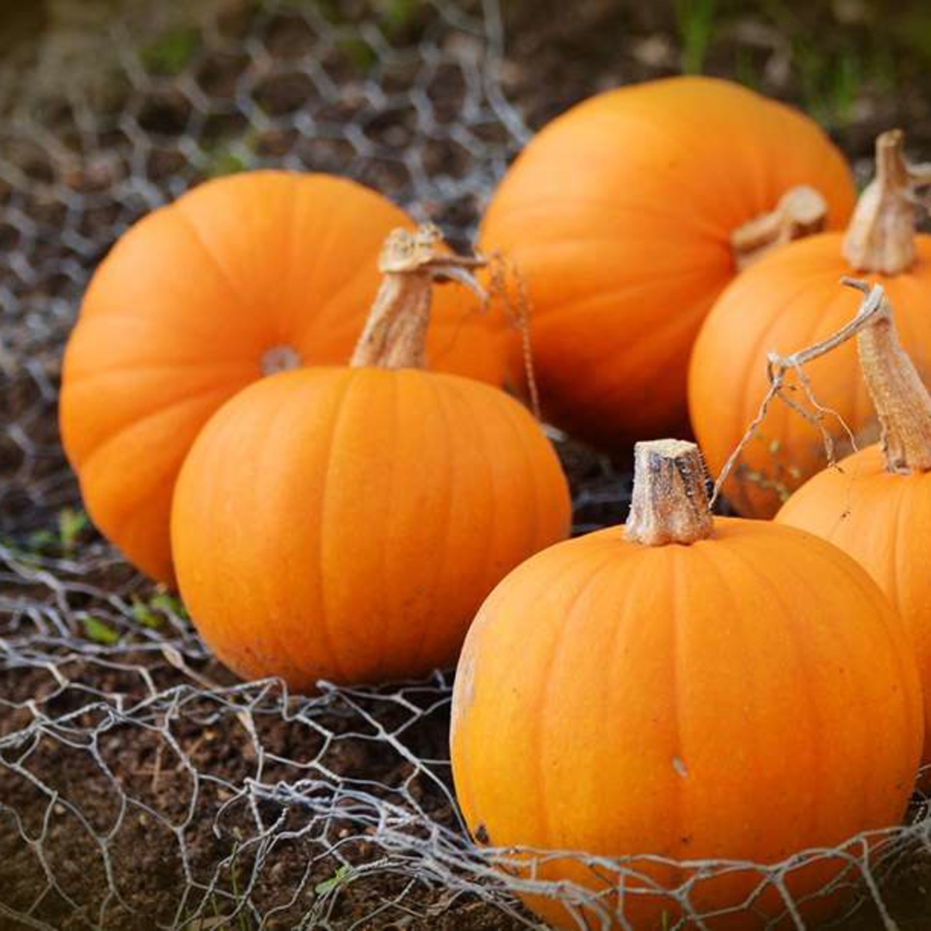 Pumpkin Picking at Westerton Farm