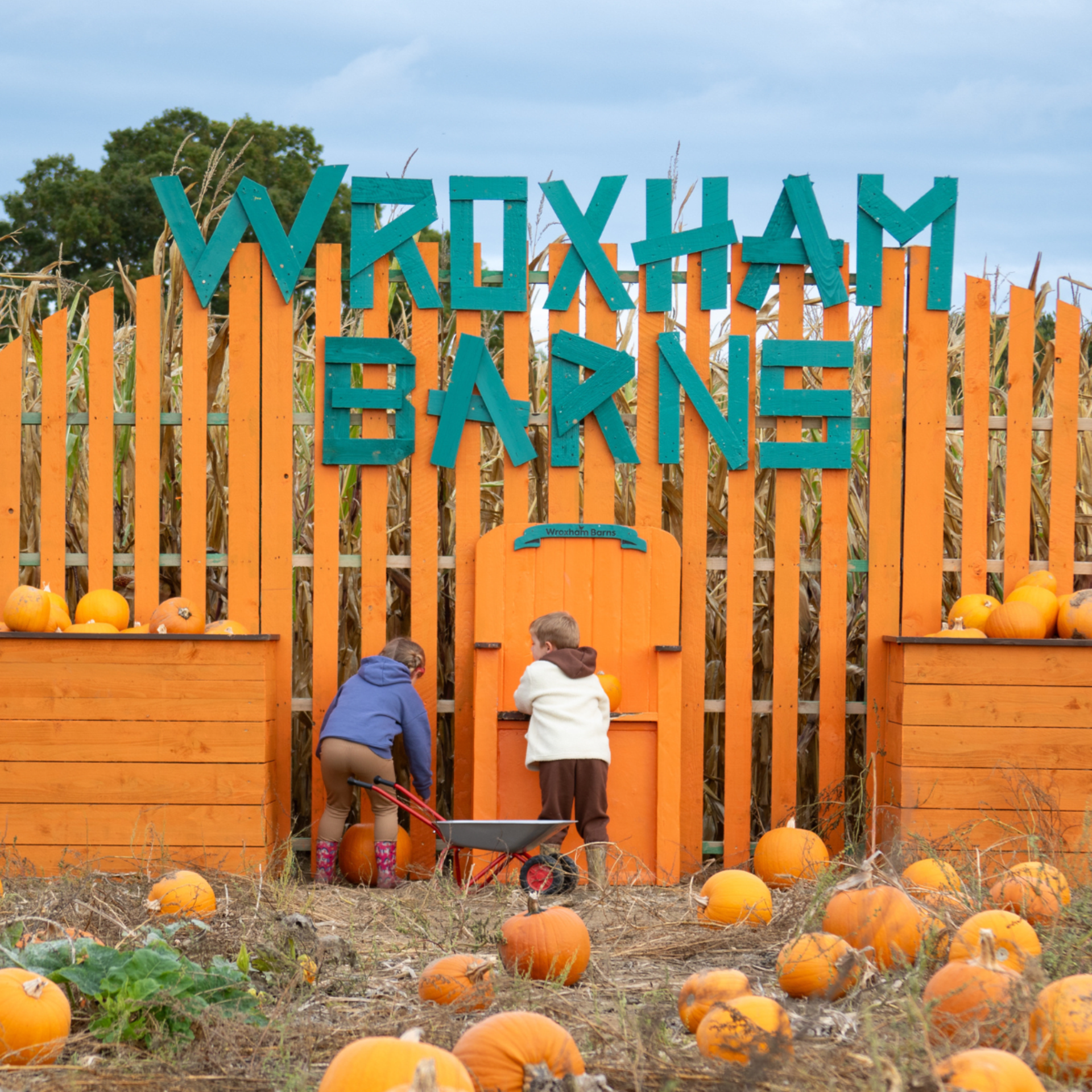 Pumpkin Picking at Wroxham Barns