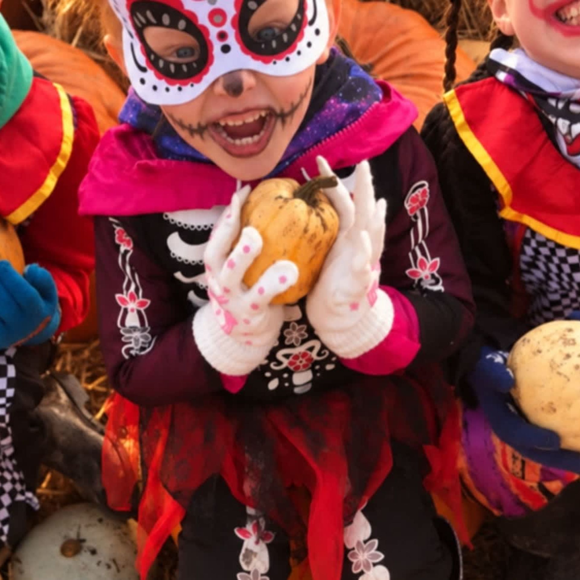 The Pumpkin Patch - Cockfields